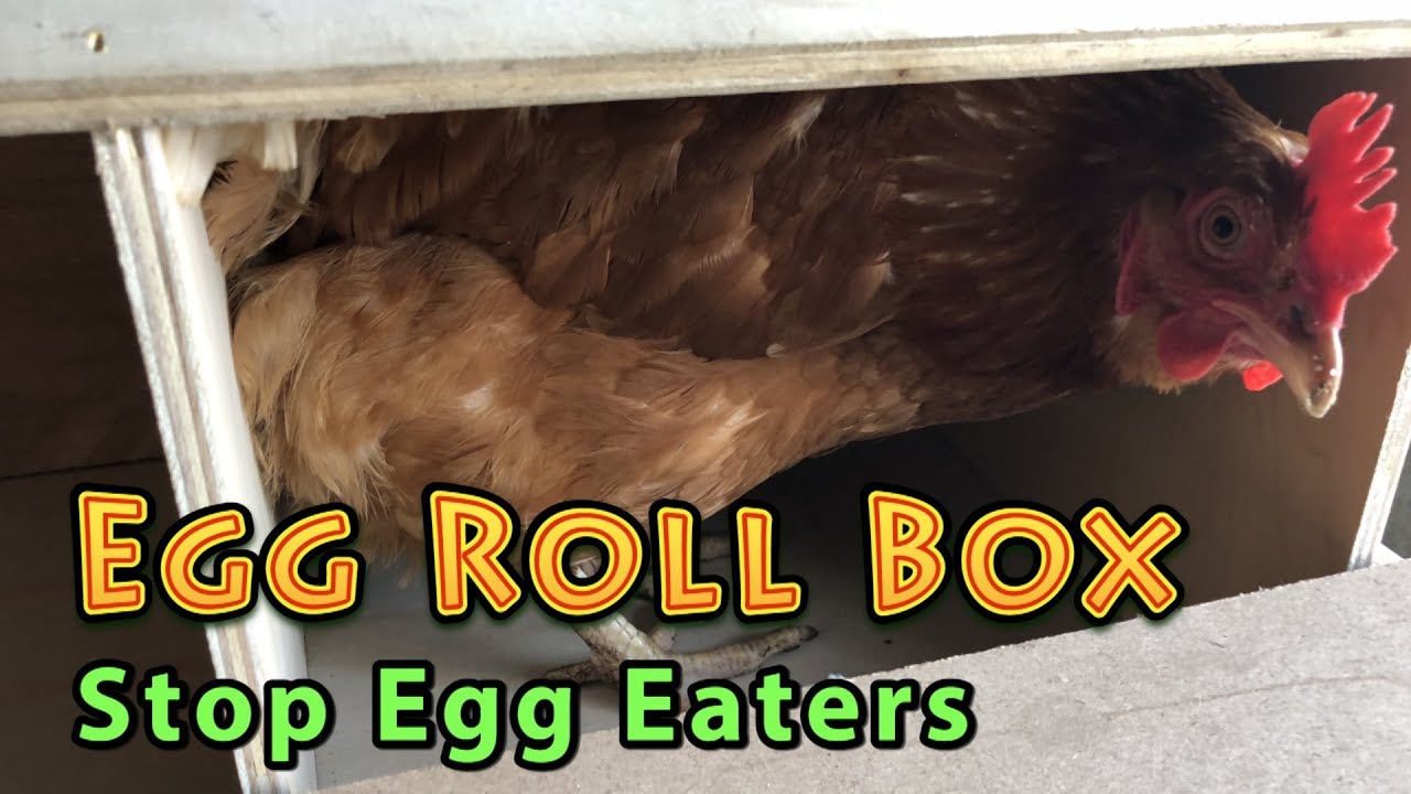 Набор для приготовления яичного рулета «Stop Egg Eaters Chicken Egg Roll Box»