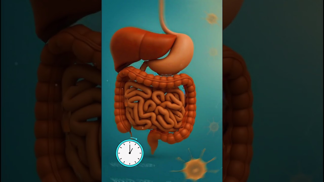C&acirc;t timp durează, &icirc;n medie, digestia &icirc;n stomac? #digestie #stomacul #dieta #1million