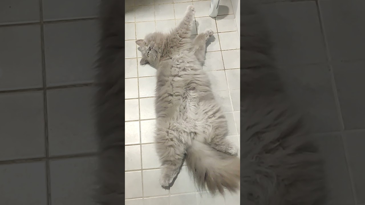 my only bathroom is always occupied