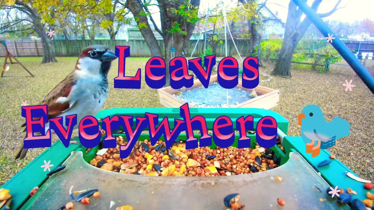 Leaves Everywhere 🐦 #asmr #birds #birdsong #birdcam #naturecam 