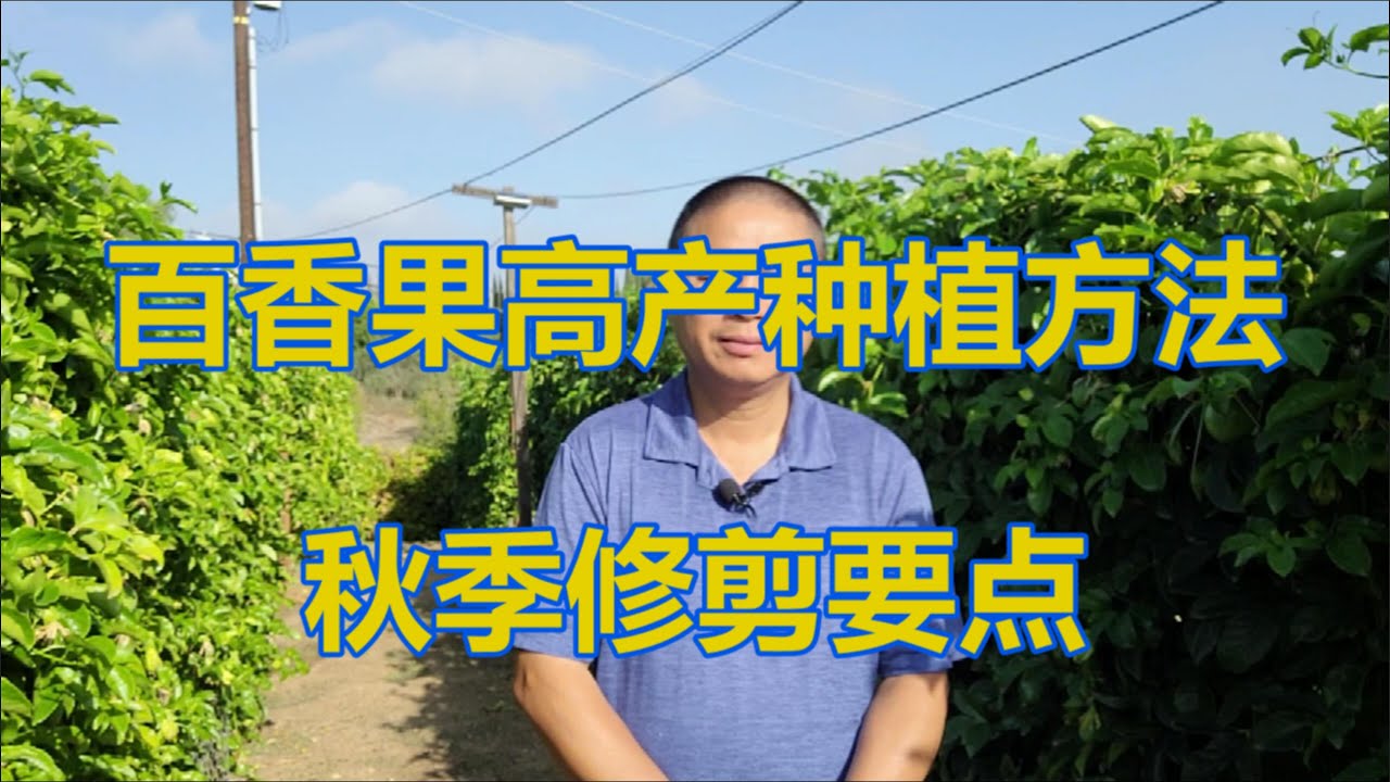 百香果高产种植方法：秋季修剪要点