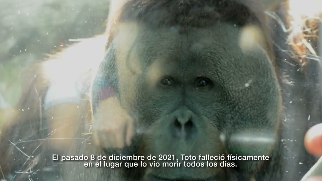 EN DEFENSA DE LOS ANIMALES DEL ZOOLÓGICO DE CHAPULTEPEC