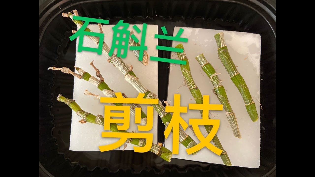 【19178】金钗石斛，剪枝扦插繁殖，这次换个方法试试 //静姐说花187