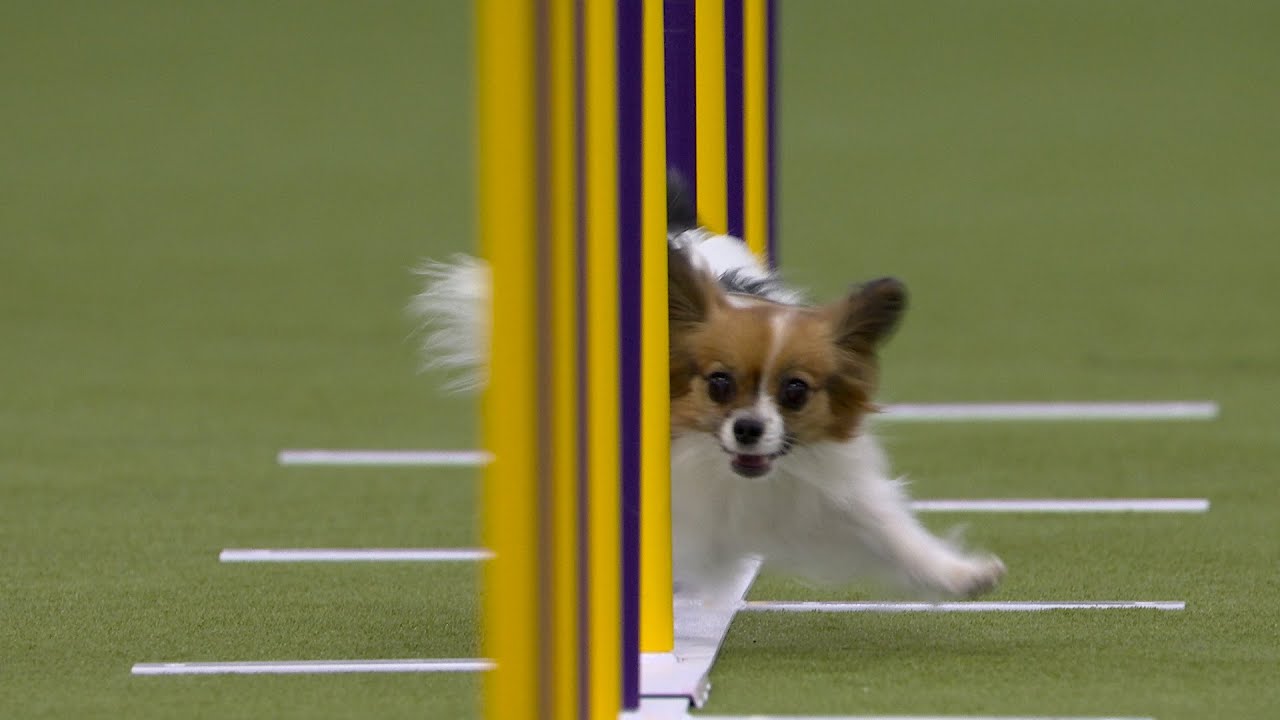 Gabby the Papillon wins the 8