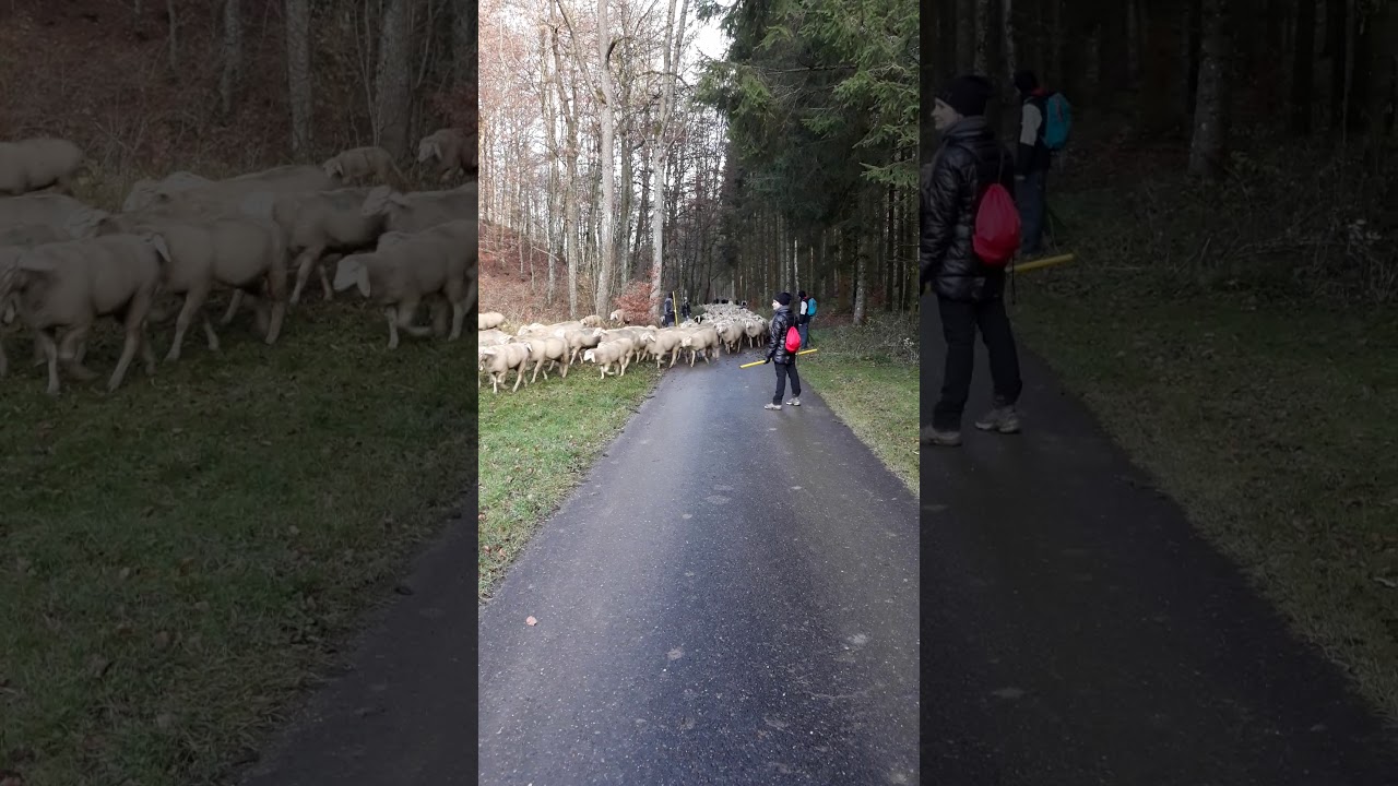 Schafe h&uuml;ten im Team - Teambuilding Ulm