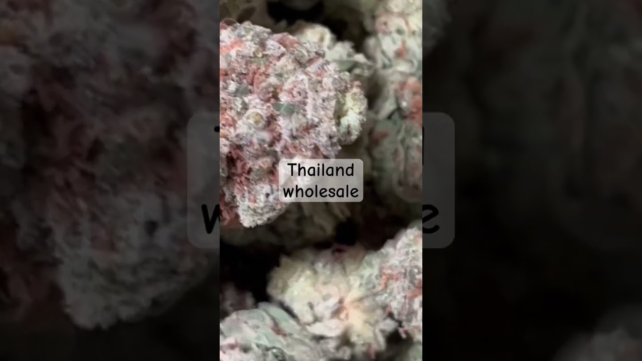 #bangkok #bud #farm #pattaya #thailand #exotic #plug #sale #wholesale