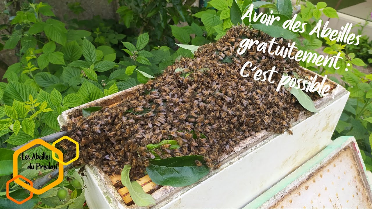 Avoir des Abeilles gratuitement : C'est possible !