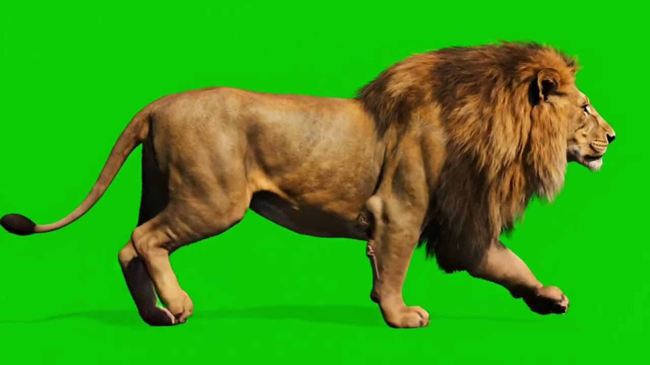 Lion Green Screen Video | Walking Lion No Copyright | Free Green Screen Footage #Greenscreen
