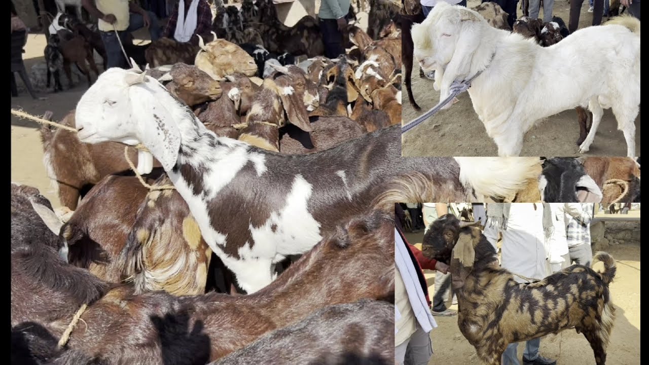 Ajmer bakra mandi live updet Ajmer goat market cover with price 7 December 2024