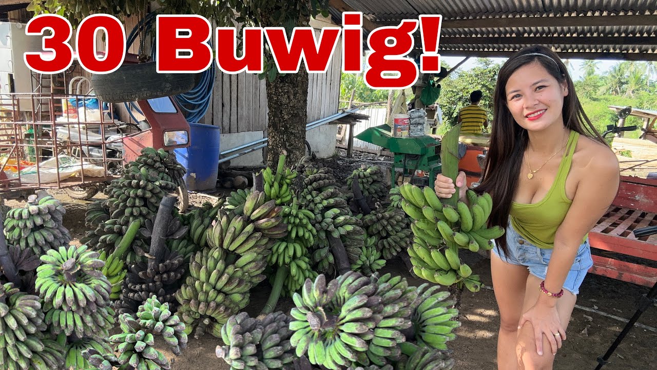 Nagharvest ako nang Cardava,Latundan at Lakatan sa Farm! Buti di ako sumuko noong Bagyong Odette ☺️