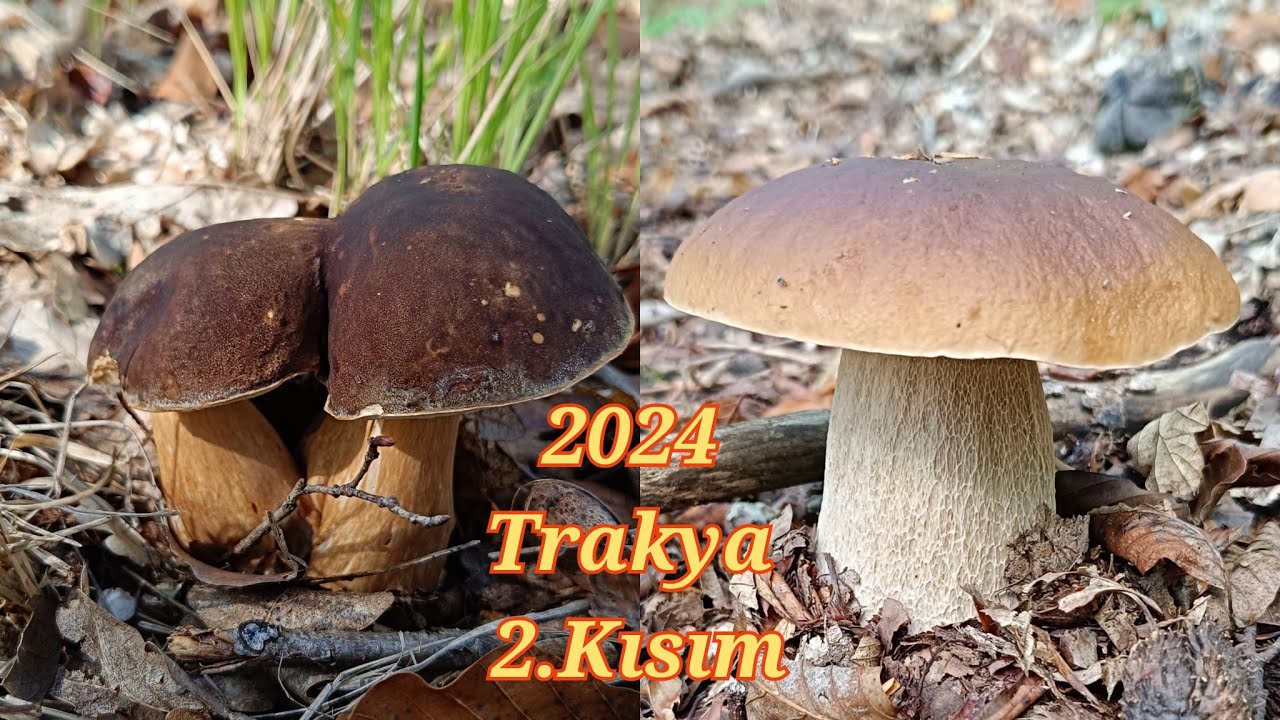 2024 Trakya mantar avı ikinci bölüm .Kara kafa bolet.Ayı mantarı.Çörek mantarı.Boletus aereus.