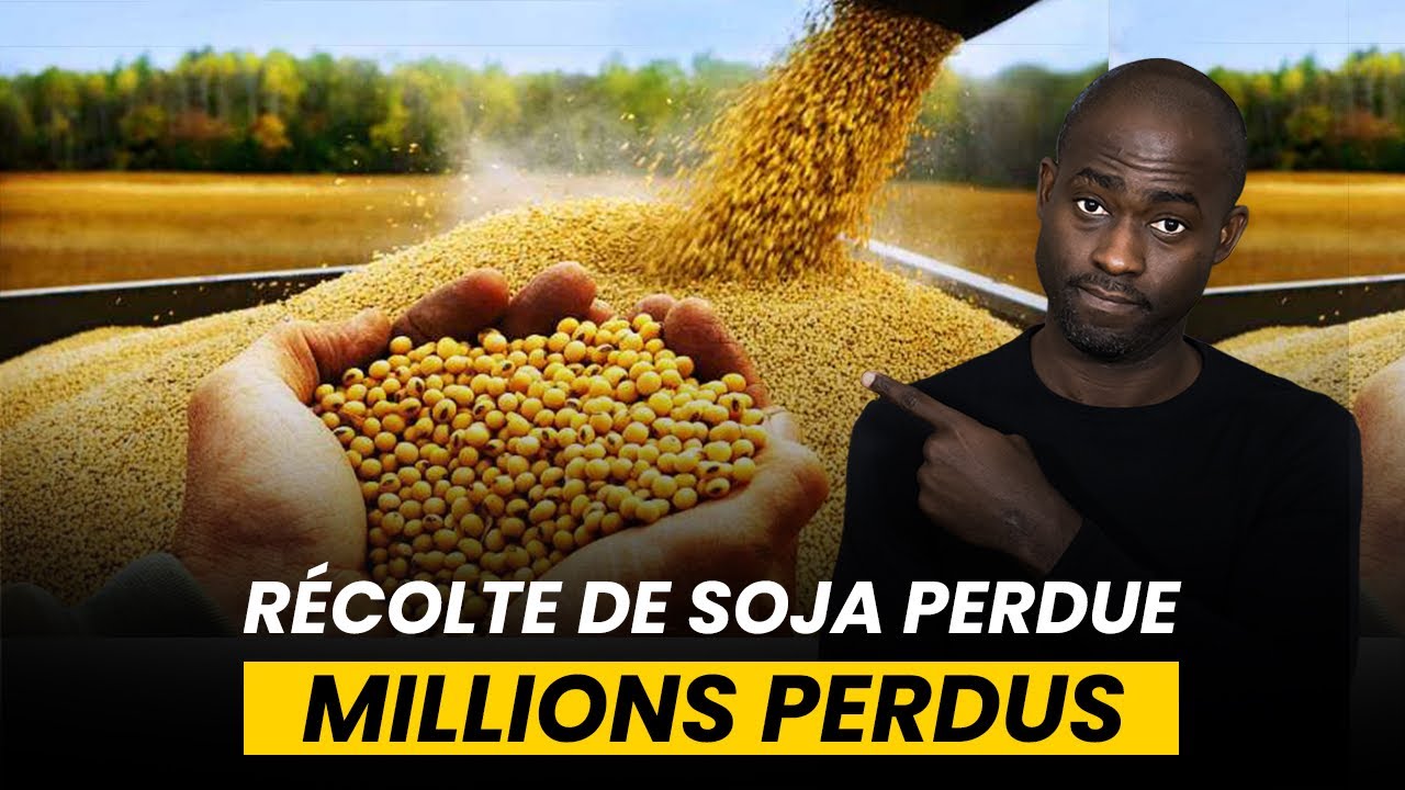 Bertin Tchoffo: La récolte de soja est PERDUE, millions envolés