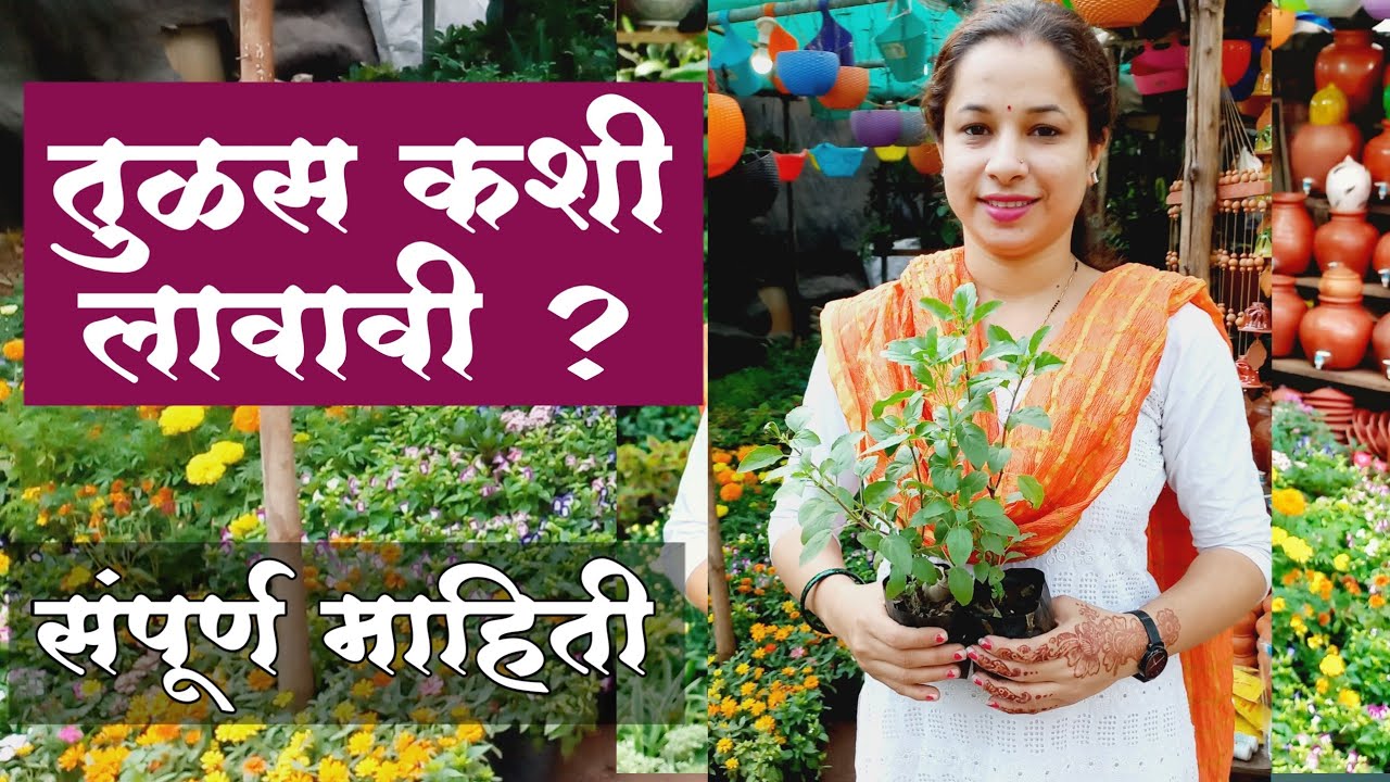 तुळस कशी लावावी ? | Tulas Kashi Lavavi ? | तुळस वाढेल आणि सुकणारही नाही | Tulas Kashi Vadhvavi