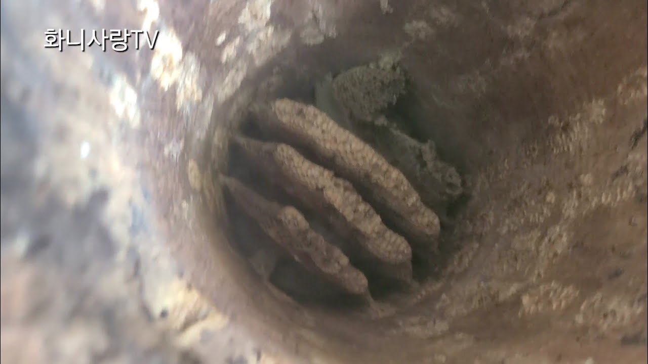 요즘 토종벌이 이상하다..??!!