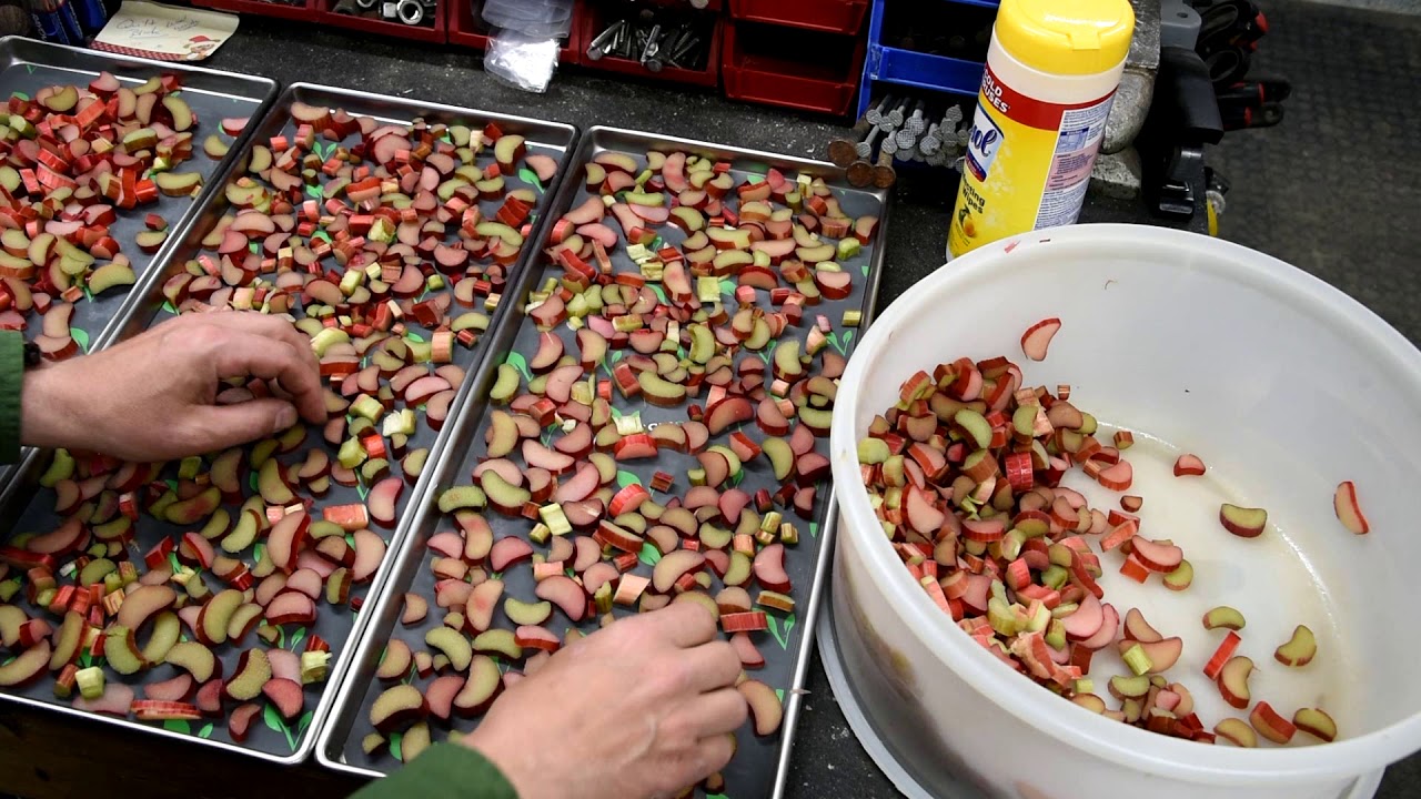 Best Way to Store Rhubarb, Freeze Dry it