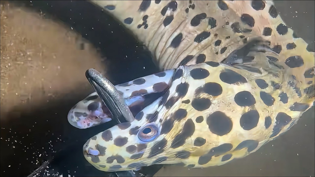 Live Stream 🟢 –Fresh Lobster Out of Water Moment! So Satisfying！ #diving #fishing #seafood #shorts