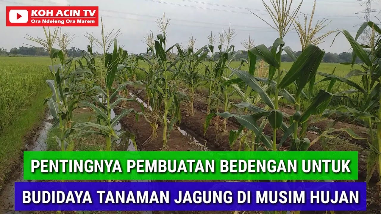 TANAM JAGUNG MUSIM HUJAN BUAT BEDENGAN AGAR PERTUMBUHAN MAKSIMAL