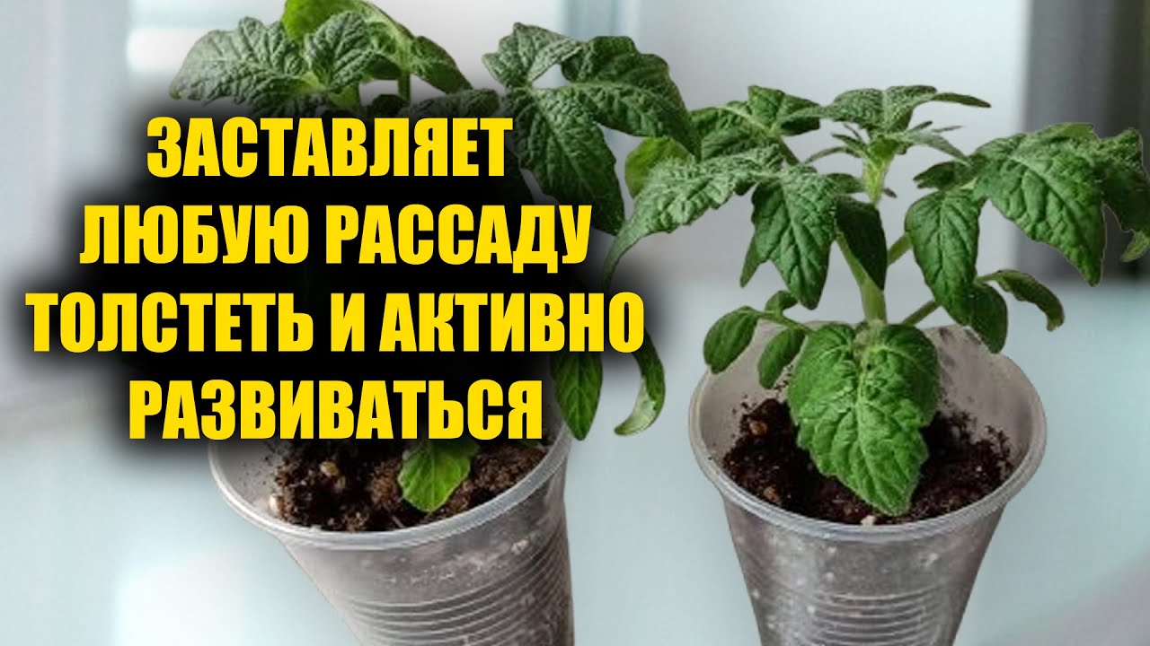 Бабушкин метод, за 2 дня стебель у рассады жирный и крепкий! Коренастая рассада!