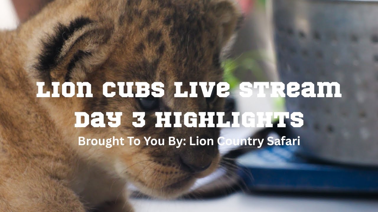 Lion Cubs Livestream: HIGHLIGHTS DAY 3
