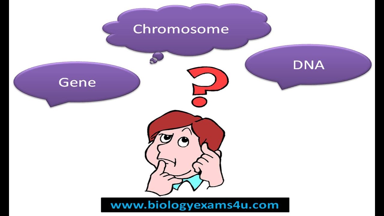 Difference between DNA, Gene and Chromosome