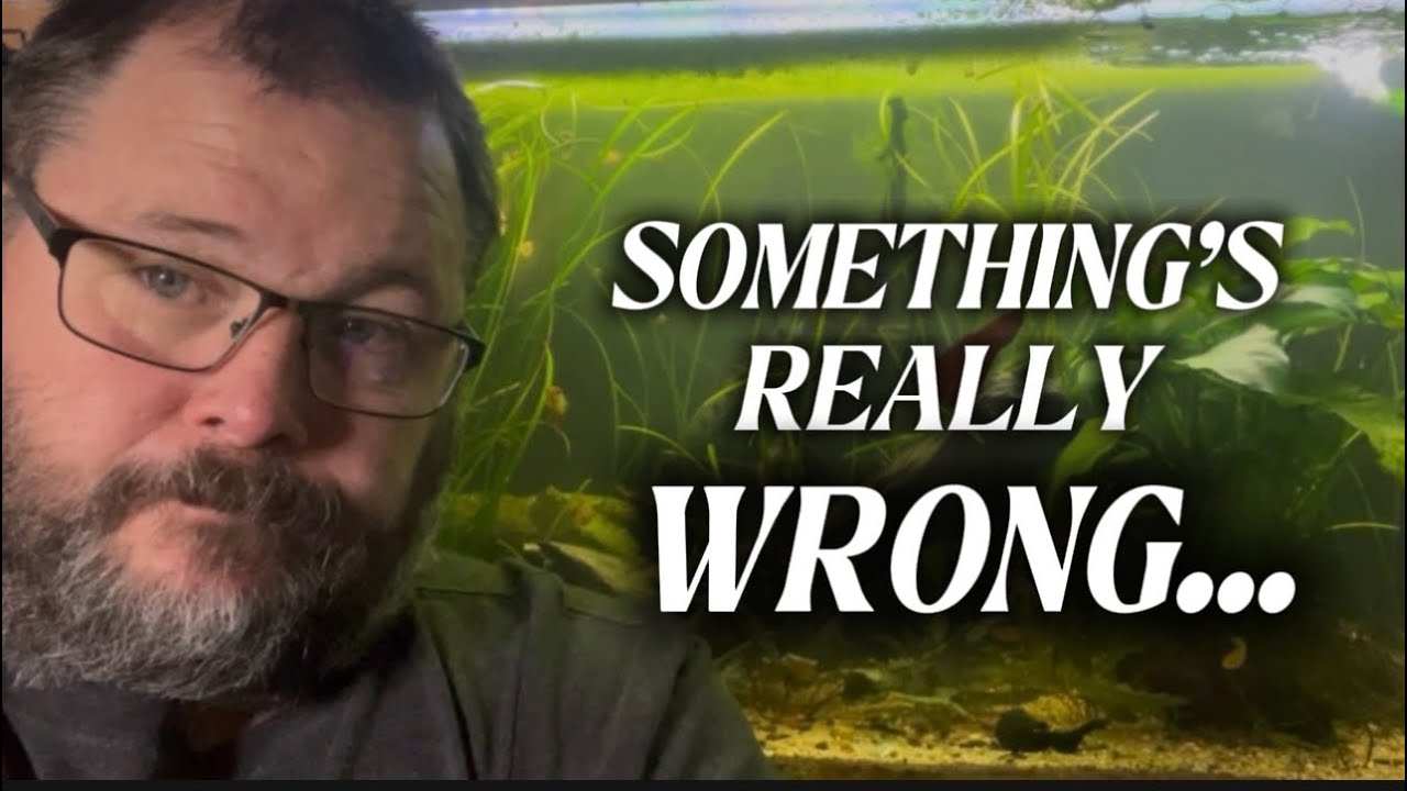 Do I Have Fish TB In My Tank? What I Think Happened… 