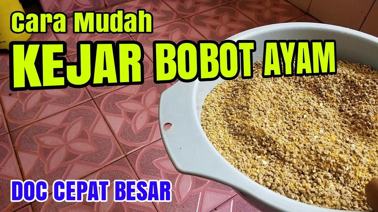 Cara Mudah Kejar Bobot Ayam Supaya Cepat Besar