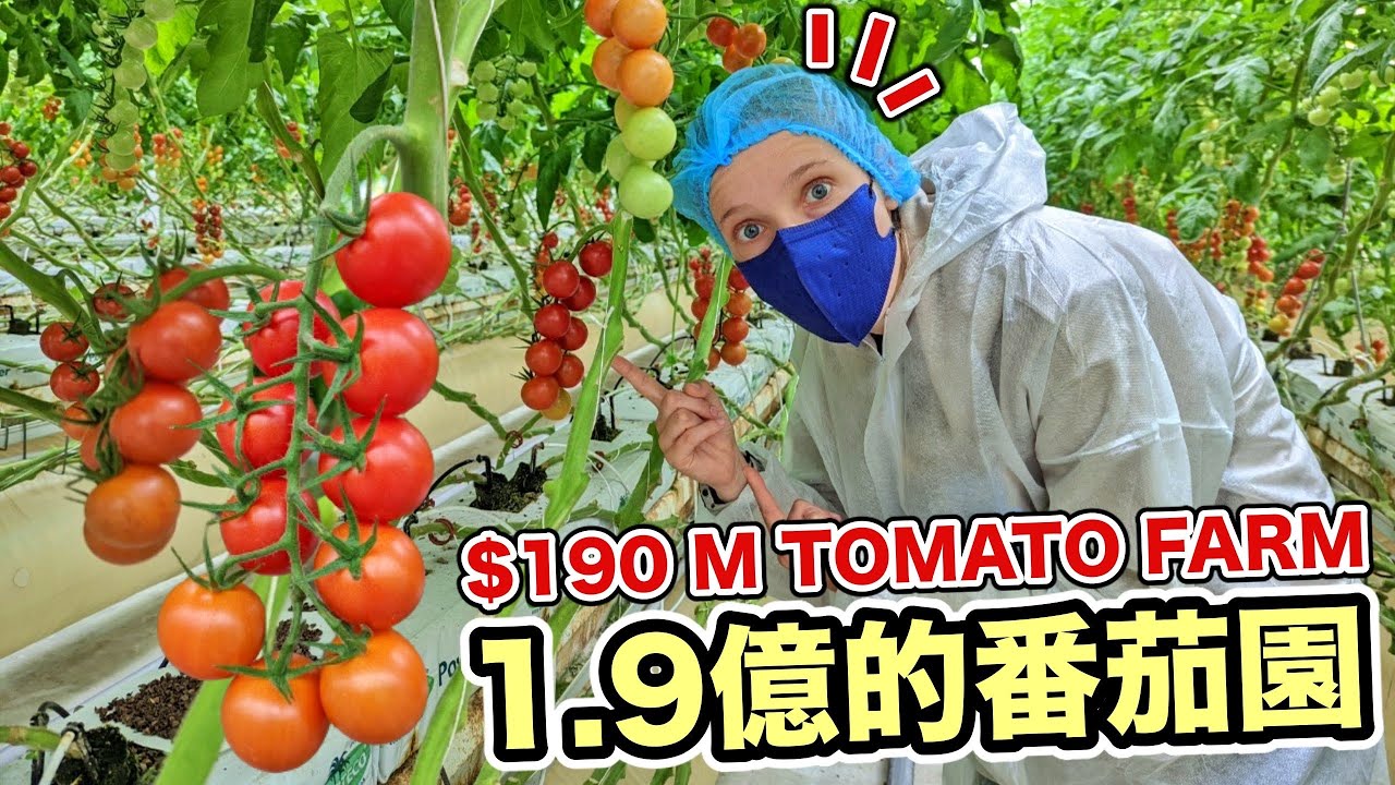 全台唯一高科技農場！竟然花了快2億種番茄😱 He Spent 190 Millions To Build Tomato Farm?!