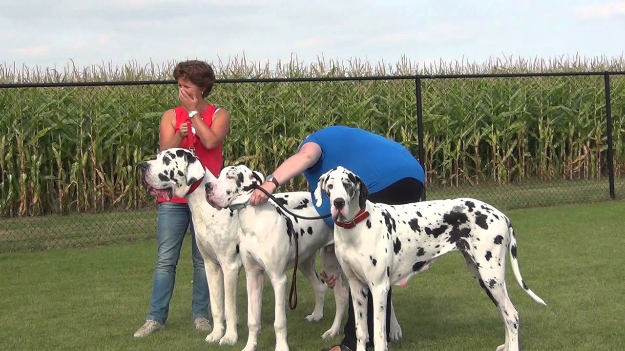Harlequin and black great danes reunion