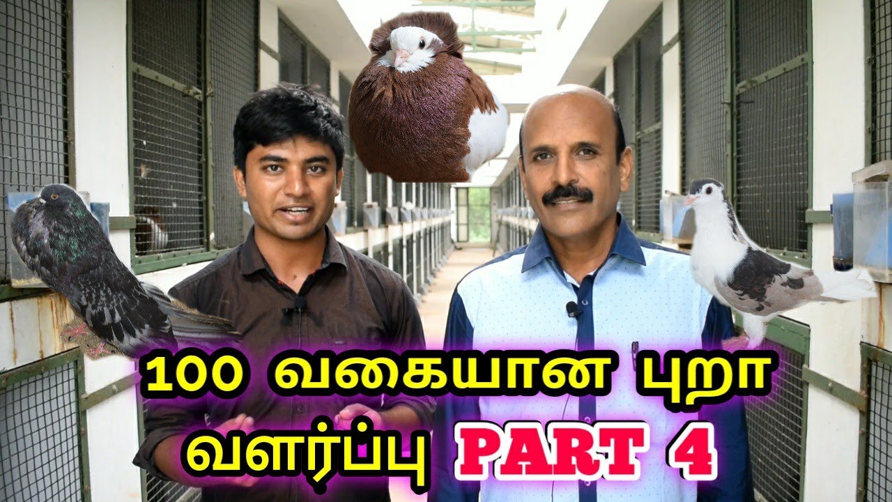 100 வகையான புறா வளர்ப்பு Part 4 | 100 variety of Fancy pigeons part 4