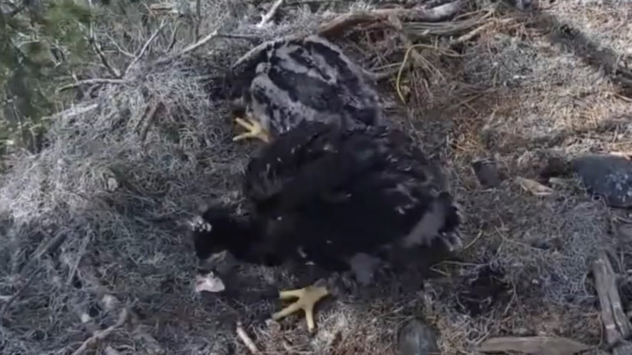 Big eaglet steal fish from small eaglet & stealing game begin |Kisatchie National Forest E-1 | Mar 5