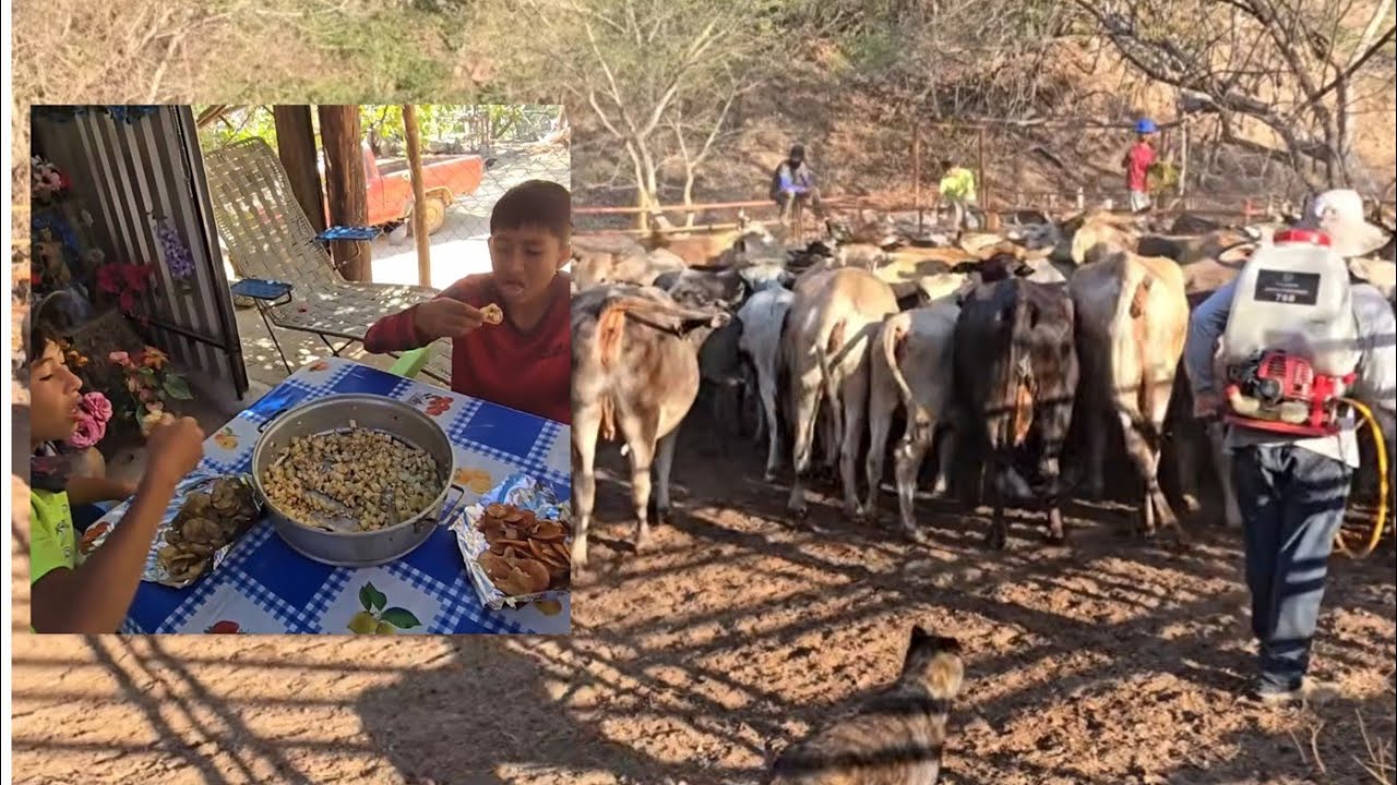 FUIMOS A VER LAS VACAS  Y TAMBIEN  TRAJIMOS  BONETES.