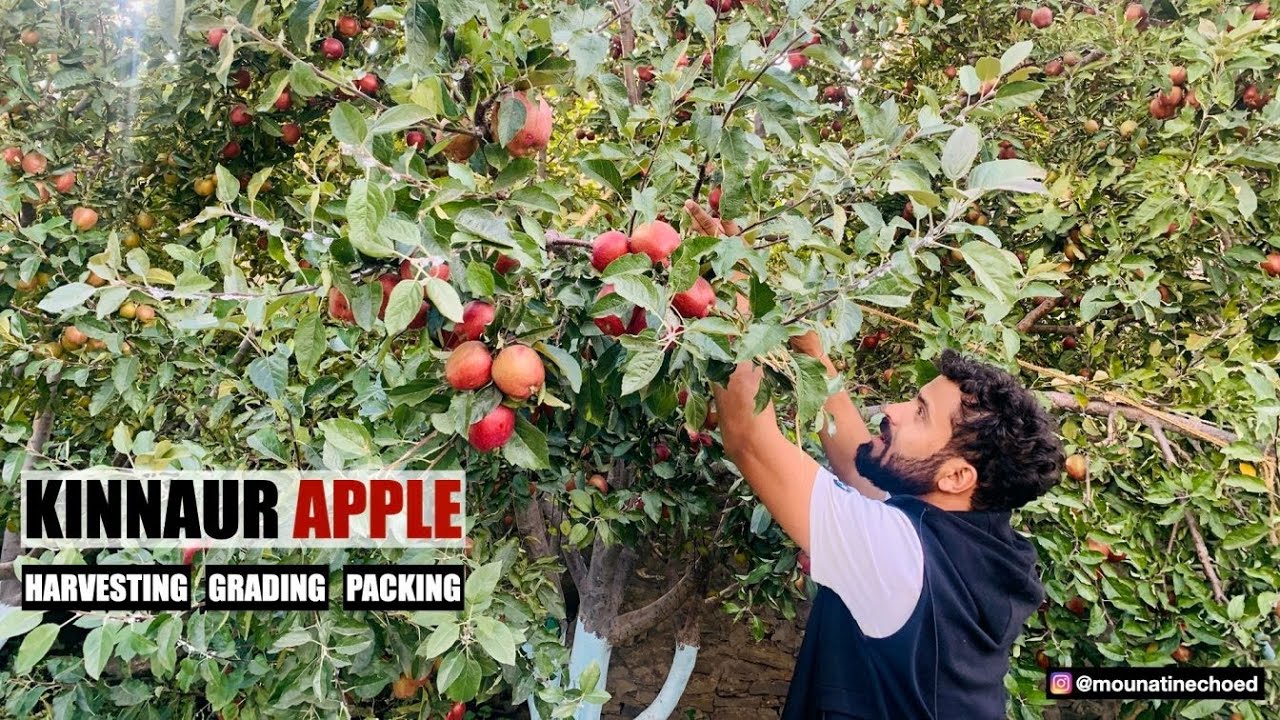 Kinnaur Apple | Harvesting | Grading & Packing | Apple Farm | Kinnaur | Himachal Pradesh | India
