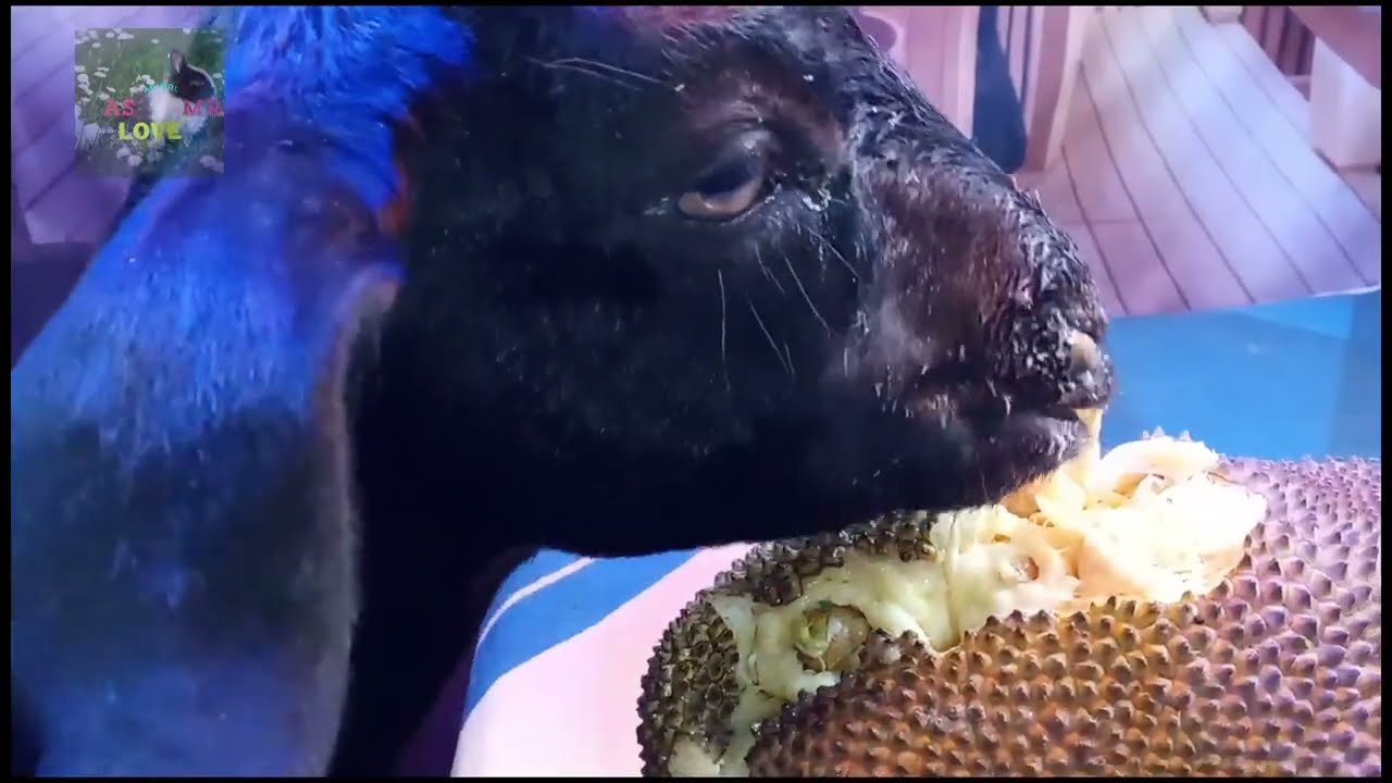  🐐 Goat Eating Jackfruit ASMR | Sticky Crunch Sounds | Relaxing Animal ASMR Love  asmr