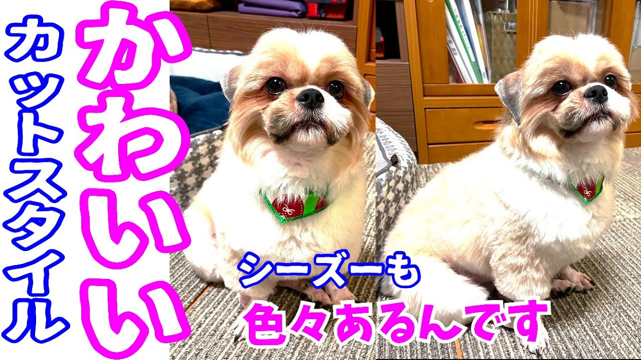 毎日たのシーズー/トリミングビフォーアフターを紹介/多頭飼い/犬vlog