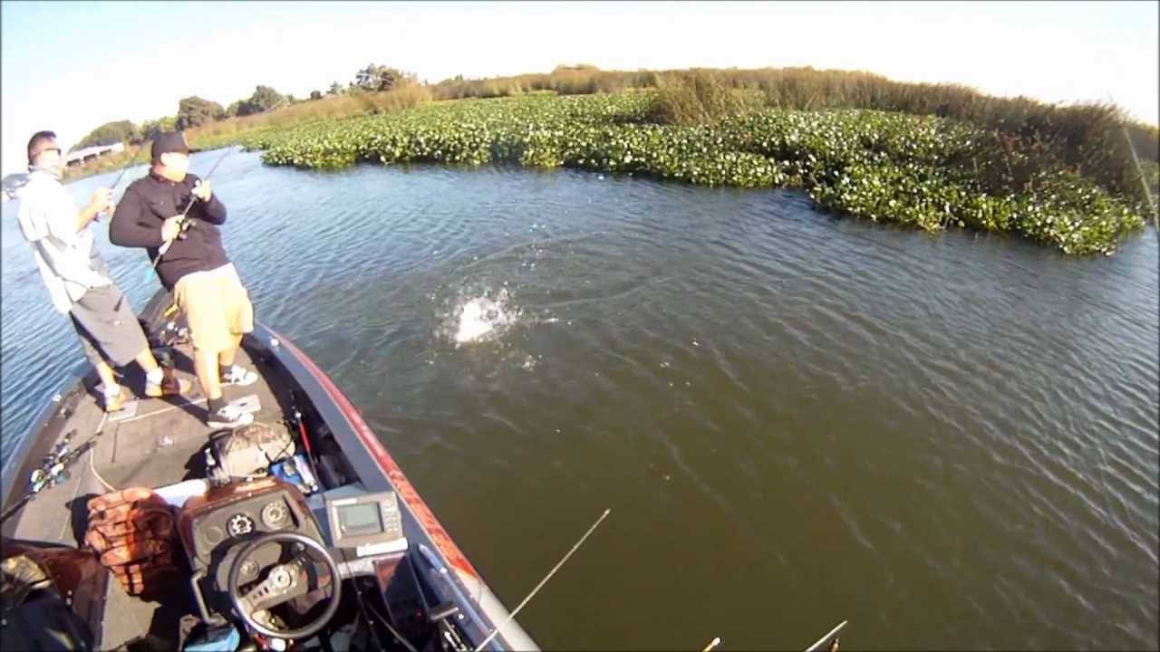 california delta 8-11-12