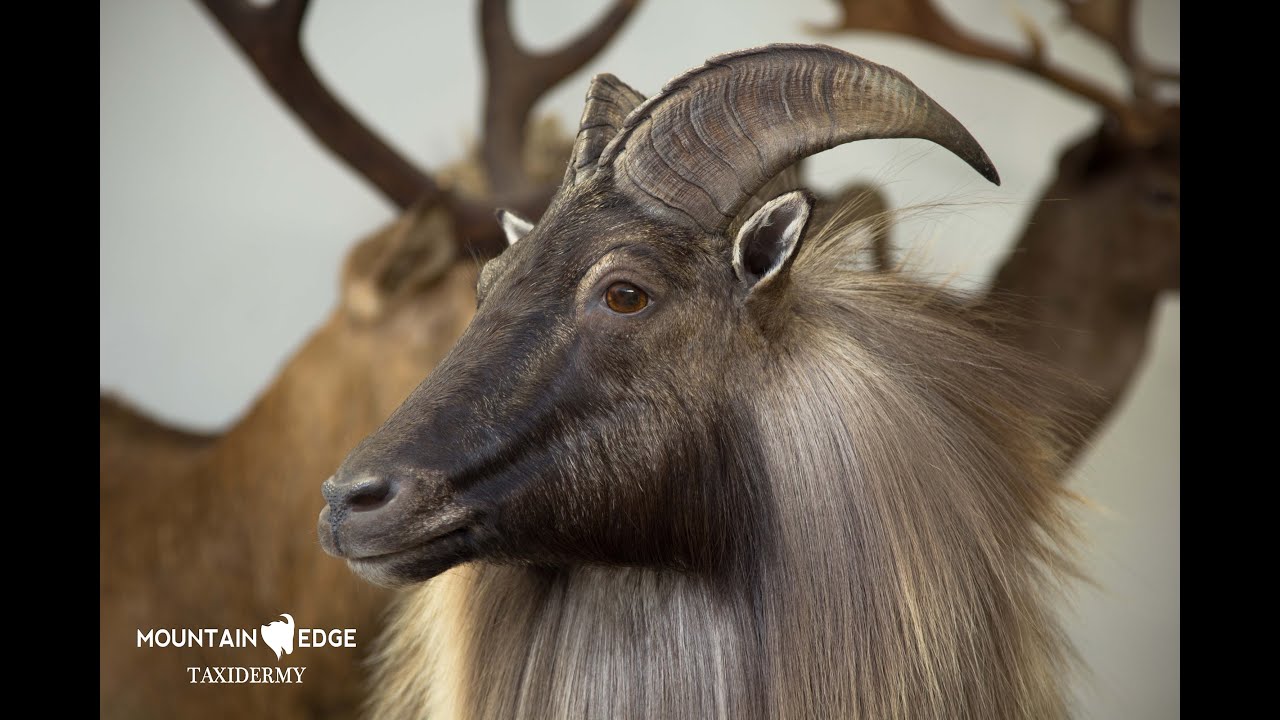 Taxidermy Time Lapse - Bull Tahr
