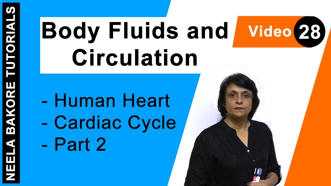 Body Fluids and Circulation | NEET | Human Heart - Cardiac Cycle - Part 2 | Neela Bakore Tutorials