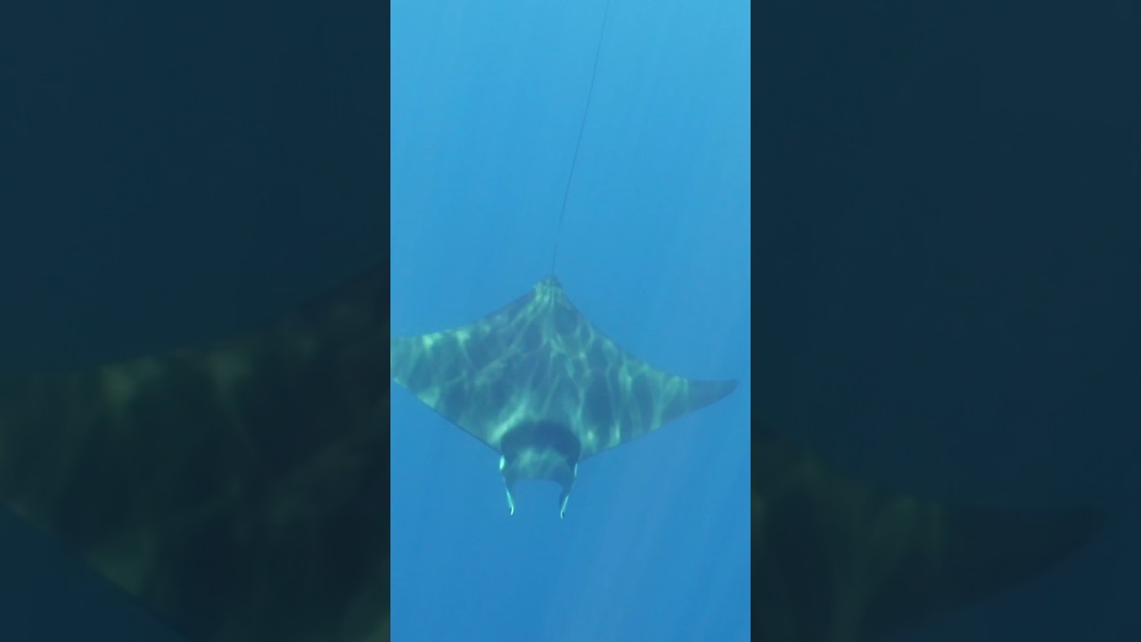 The moment a Mobula mobular passes beneath my feet