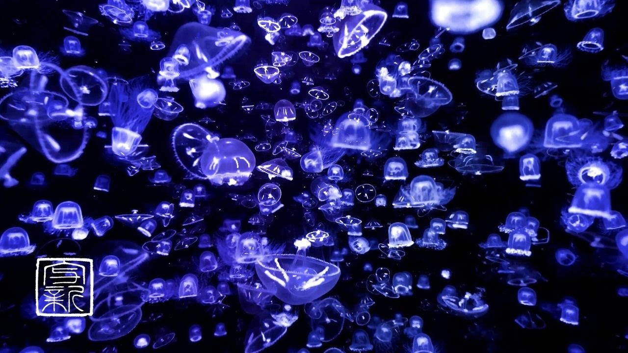 Помогите своему сну 😵‍💫  помощью свечения 💙Голубой медузы, которая успокаивает ваше настроение.