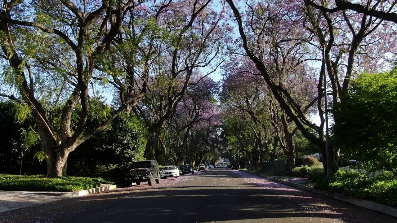 Jacaranda Tree Lined Street (short)
