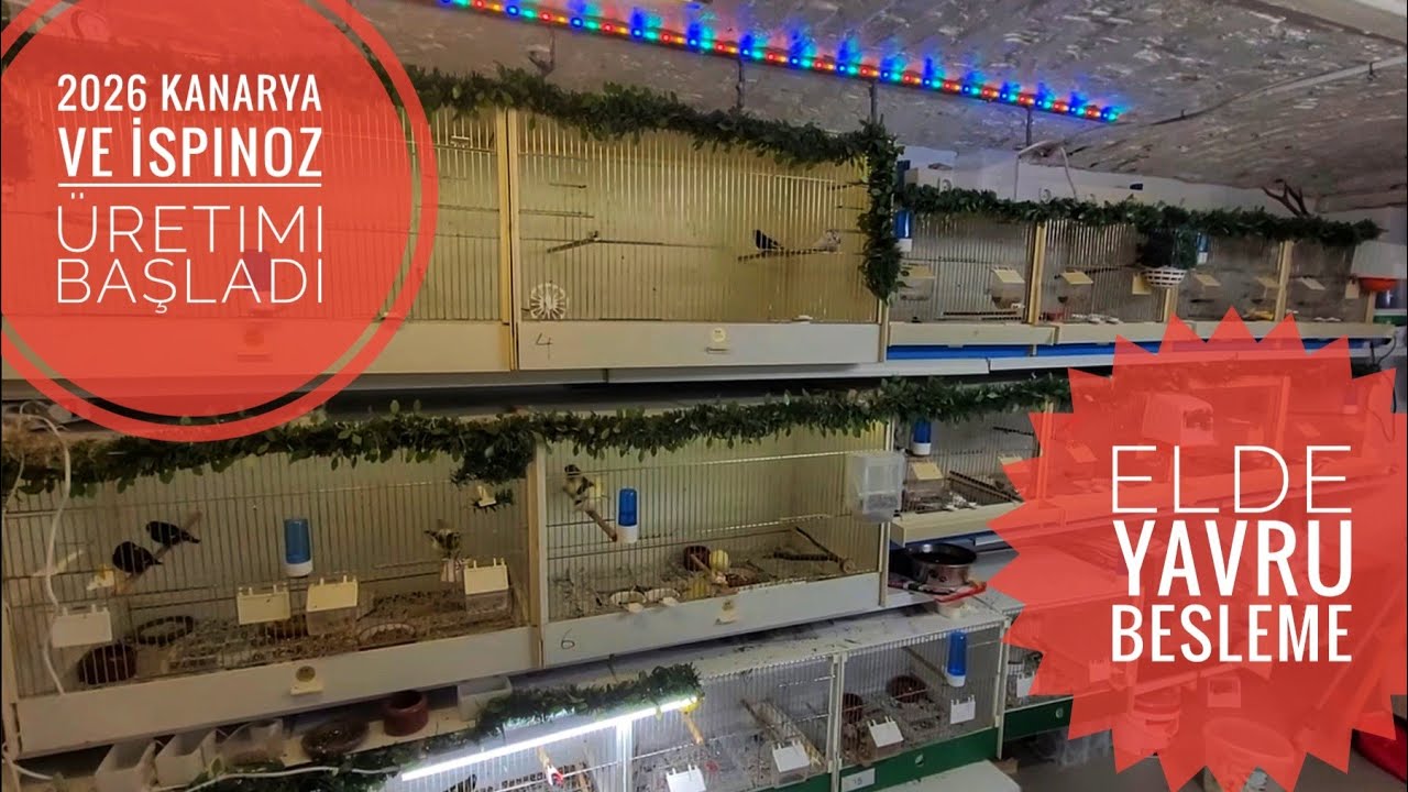 Kanarya Üretim Odasında ilk Yavrular! Kümes Tanıtımı ve elde Yavru Beslemek sizce zormu?