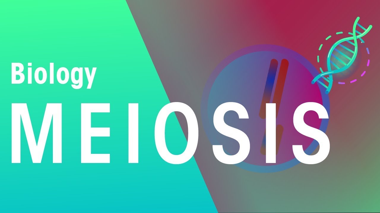 Meiosis | Genetics | Biology | FuseSchool
