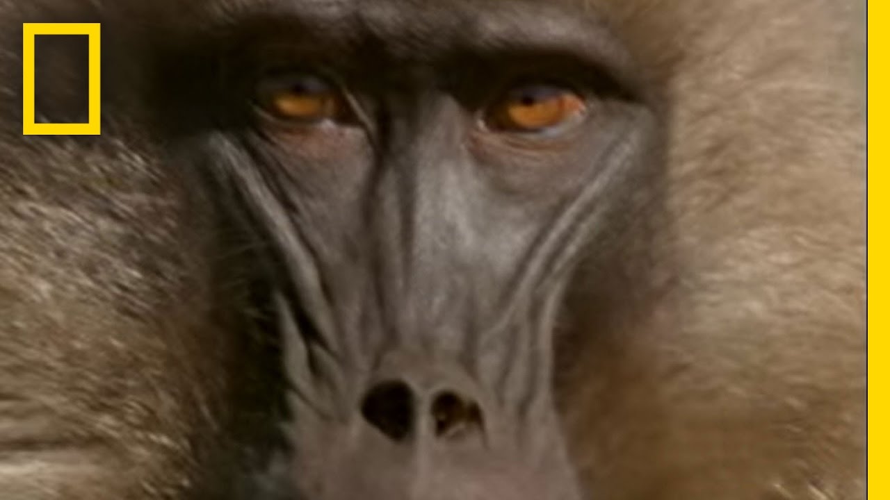 Gelada Baboons | National Geographic