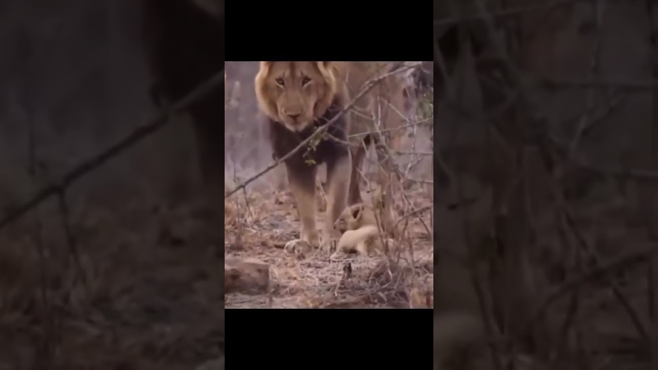 Fatherhood is the same no matter the species #fyp #shorts #parenting #nature
