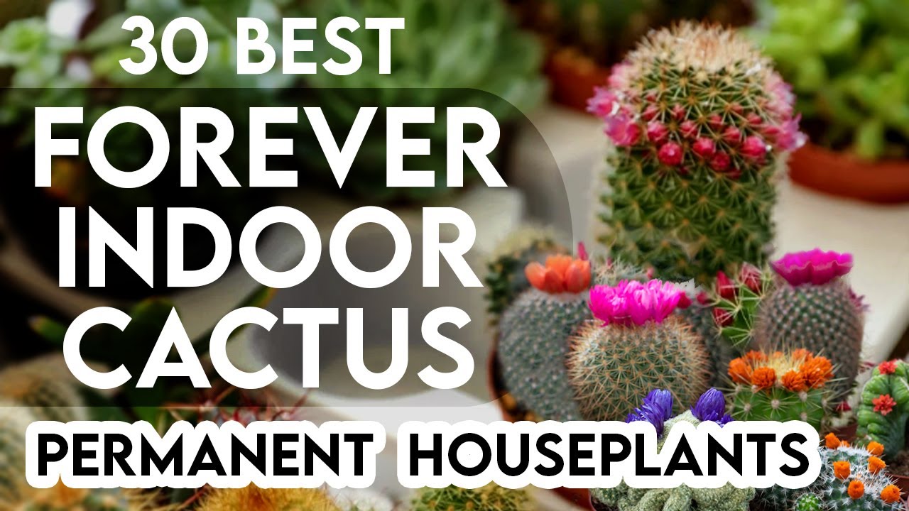 30 best indoor cactus plants for home | permanent indoor cactus | cactus identification
