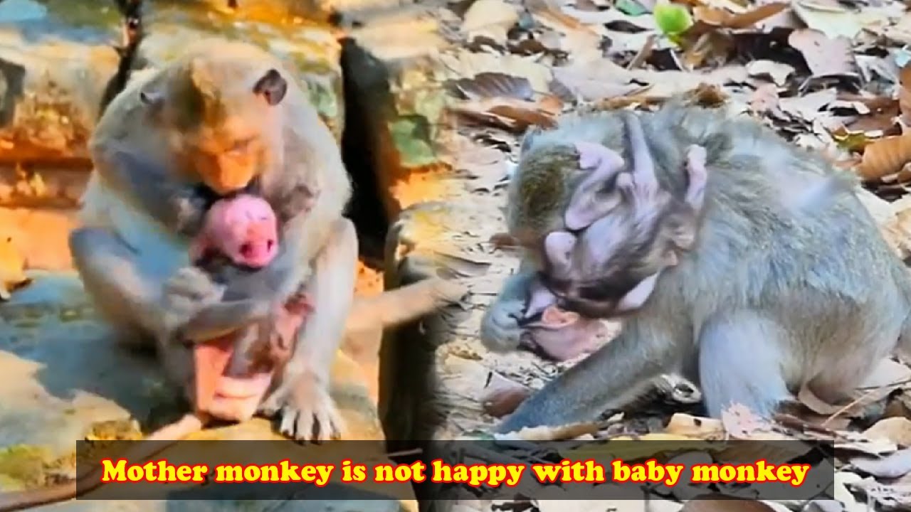 The poor mother monkey was not satisfied with her baby and threw the baby monkey out.