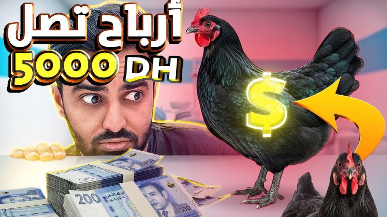 أرباحي من 10 دجاجات اسطرالوب🤯 أرباح تصل إلى 5000 درهم شهريا😱 فيديو للمقبلين على مشروع الدجاج