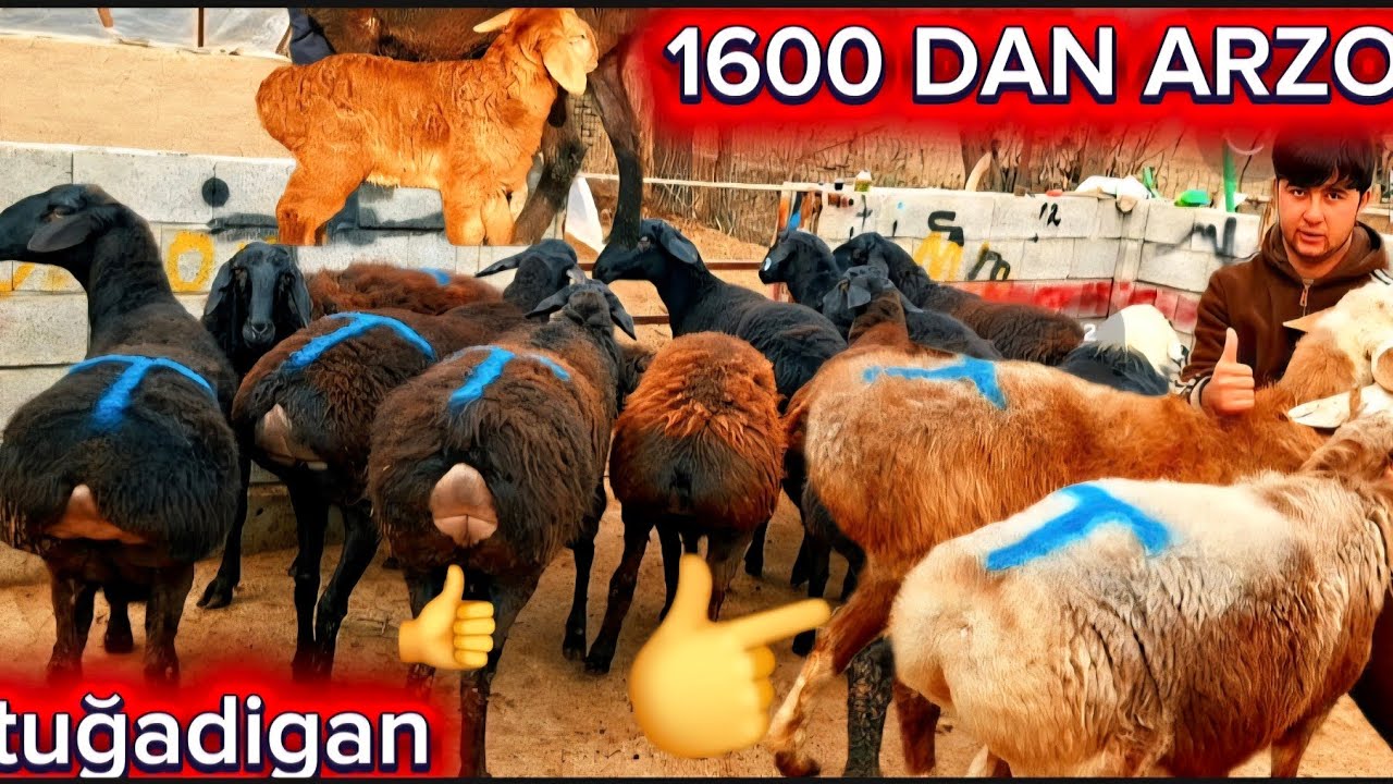 150 BOSH SARIQ BOLAGA 1600 DAN QŎZI NAQ YAQIN GEGAT BŎĞOZ VA ONA BOL 500 MIG ARZON BOLDI SHOSHILIG