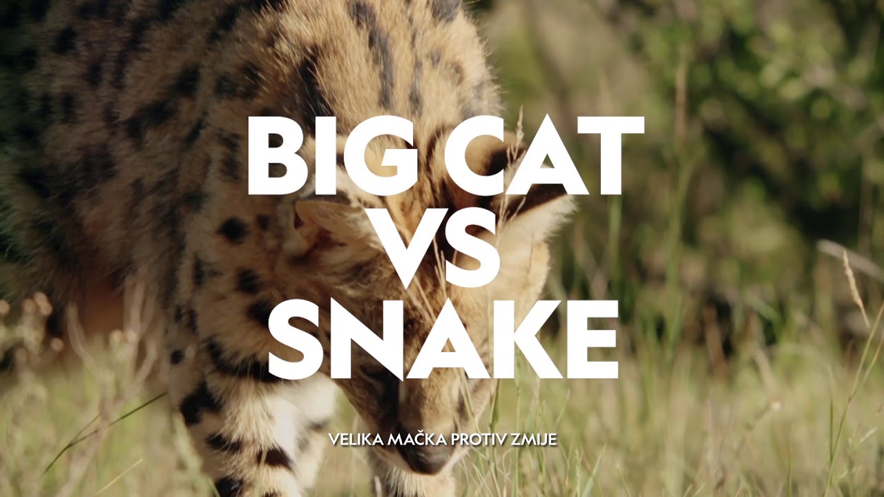 Velike mačke napadaju #BigCatMonth