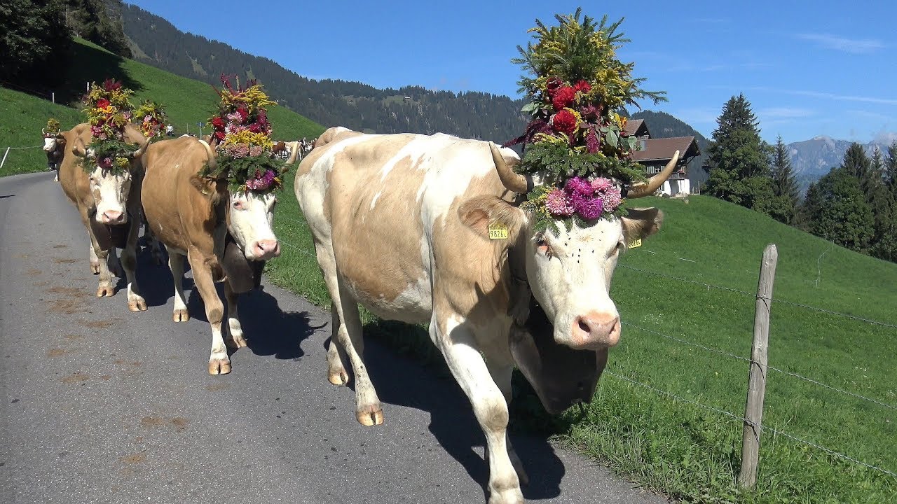 Alpabfahrt  St. Stephan  8.9.2018